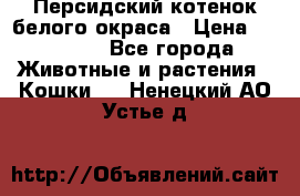 Персидский котенок белого окраса › Цена ­ 35 000 - Все города Животные и растения » Кошки   . Ненецкий АО,Устье д.